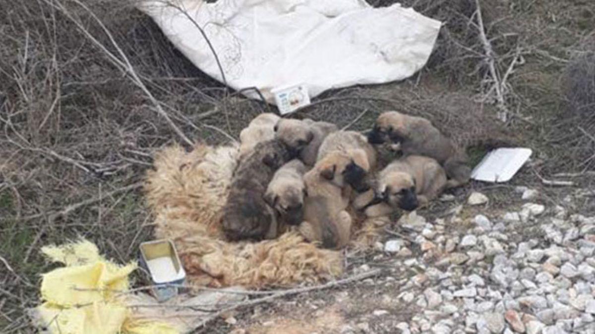 Konya'da 9 yavru kpei uvala koyup lme terk ettiler 