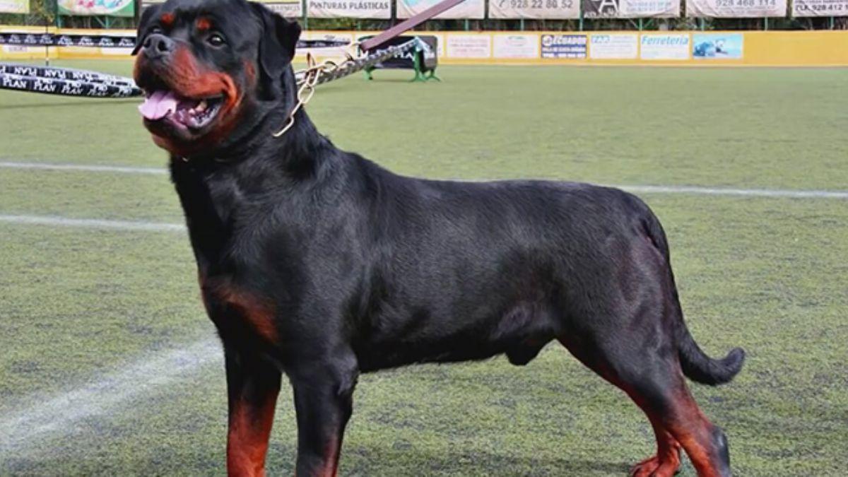 Rottweiler'n saldrd 2 yandaki Almila lmden dnd