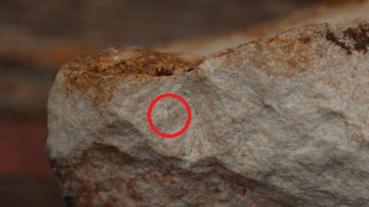 rnak'ta 12 milyon yllk olduu belirtilen salyangoz fosili bulundu