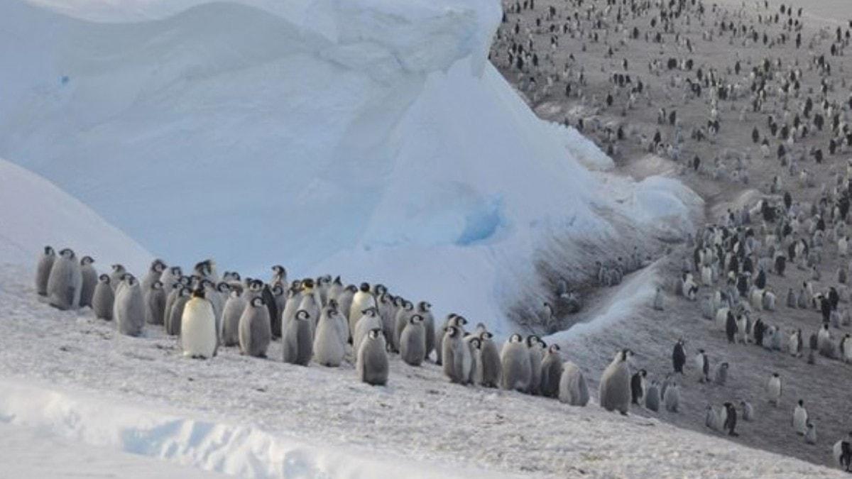 Antarktika'da facia: Binlerce penguen bouldu
