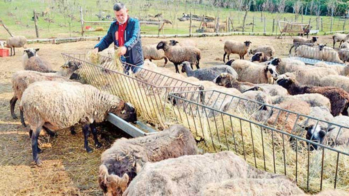 Gen ifti Projesiiin koyun alnacak