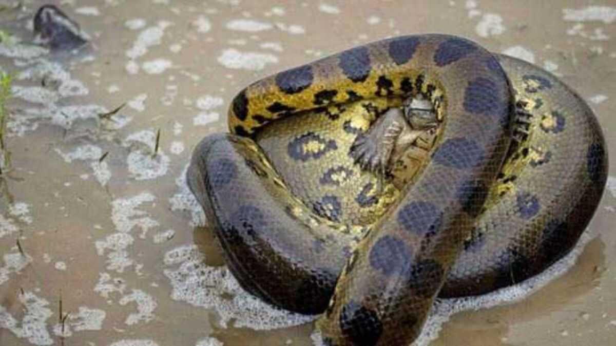 Черепаха и змея. Лисья змея. Черепаха ест змею. Что едят черепахи. Змеиная черепаха.