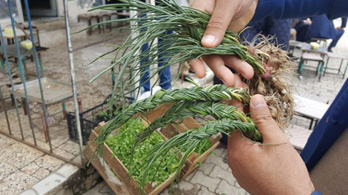 Zuzubak otu, kilosu 600 liradan alc buluyor