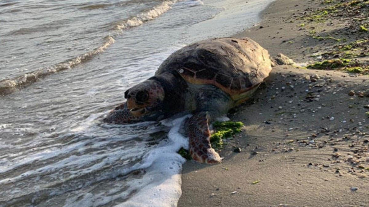 Silivri'de caretta caretta kyya vurdu