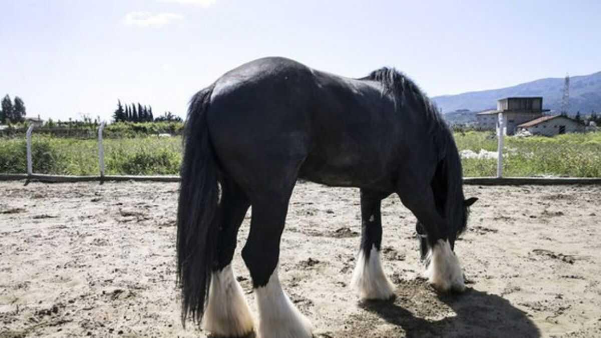 Bin 200 kilogramlk at grenleri artyor 