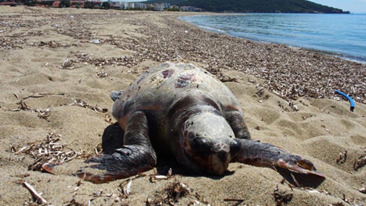 Ayvalk sahilinde l caretta caretta bulundu