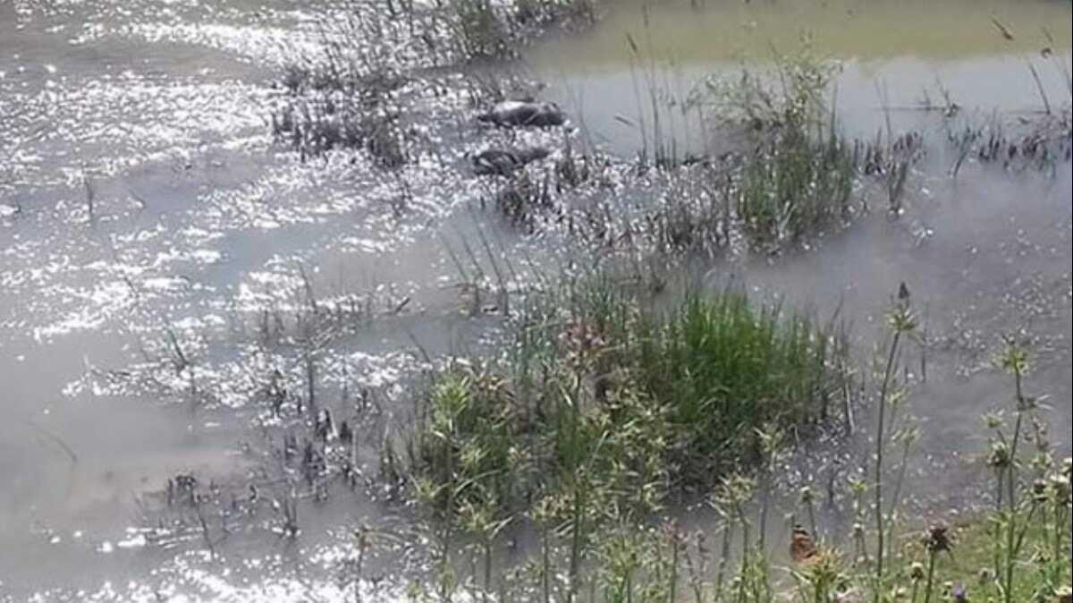 Hatay'da nehirde 2 ceset bulundu