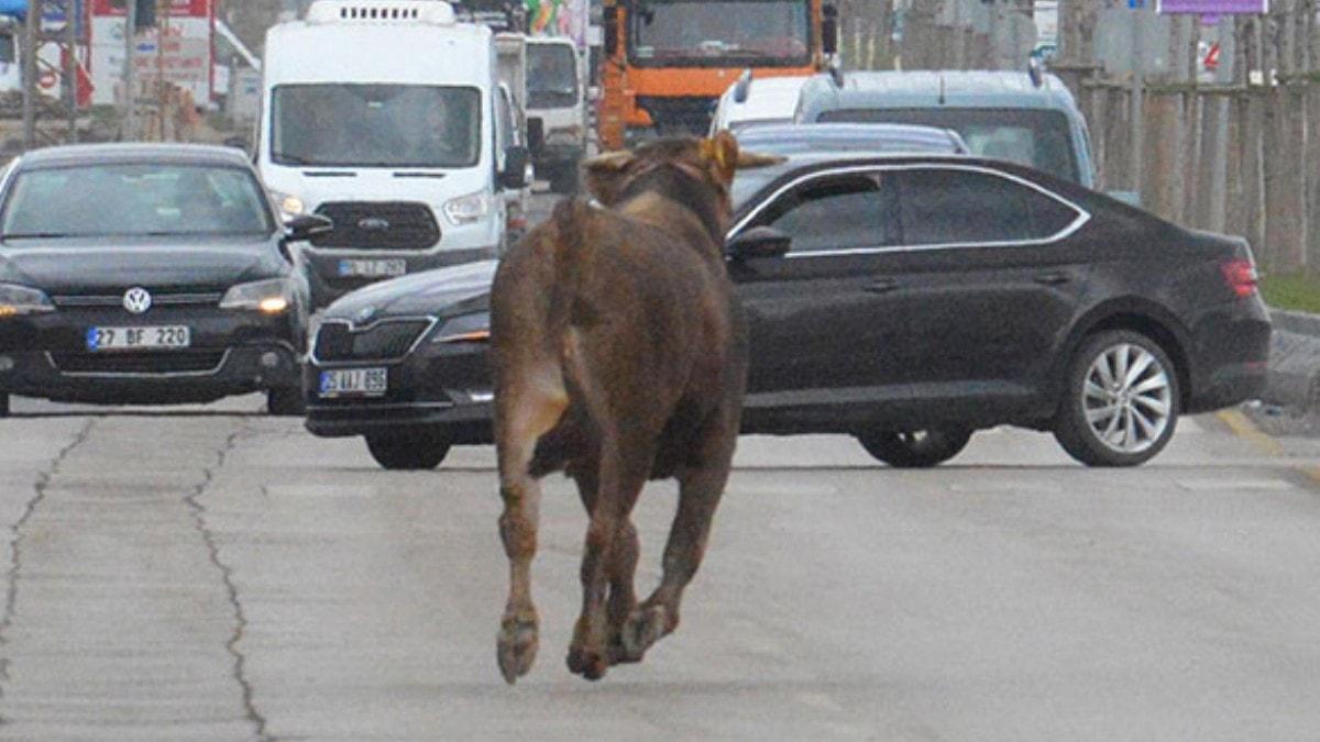 Mezbahadan kaan boa 5 saat peinden koturdu