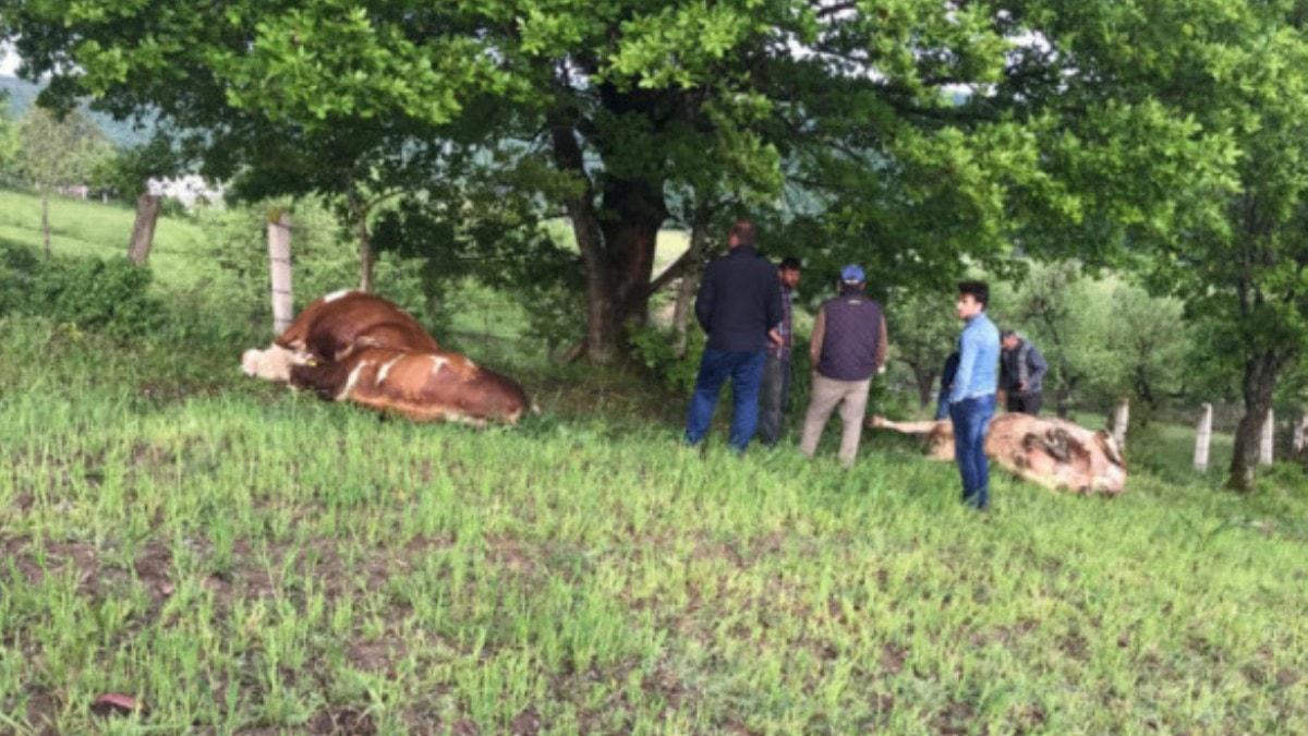 Bursa'da bykba hayvanlarn zerine yldrm dt