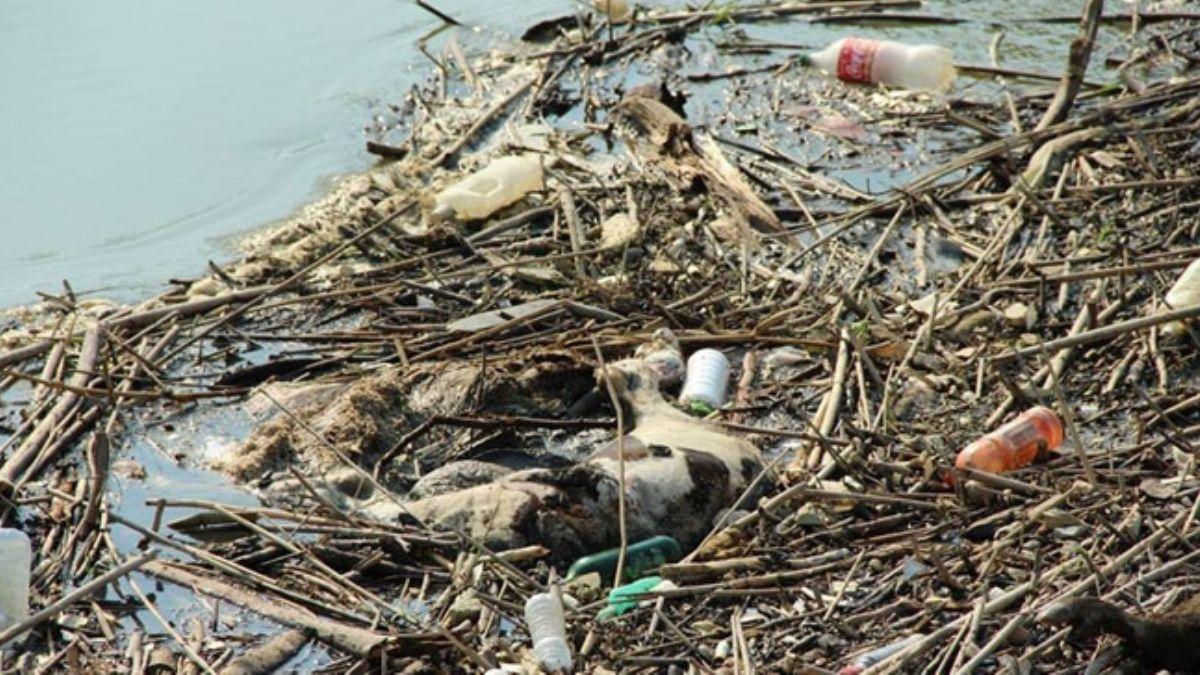 Byk Menderes Nehri'nde hayvan leleri tehlike sayor 