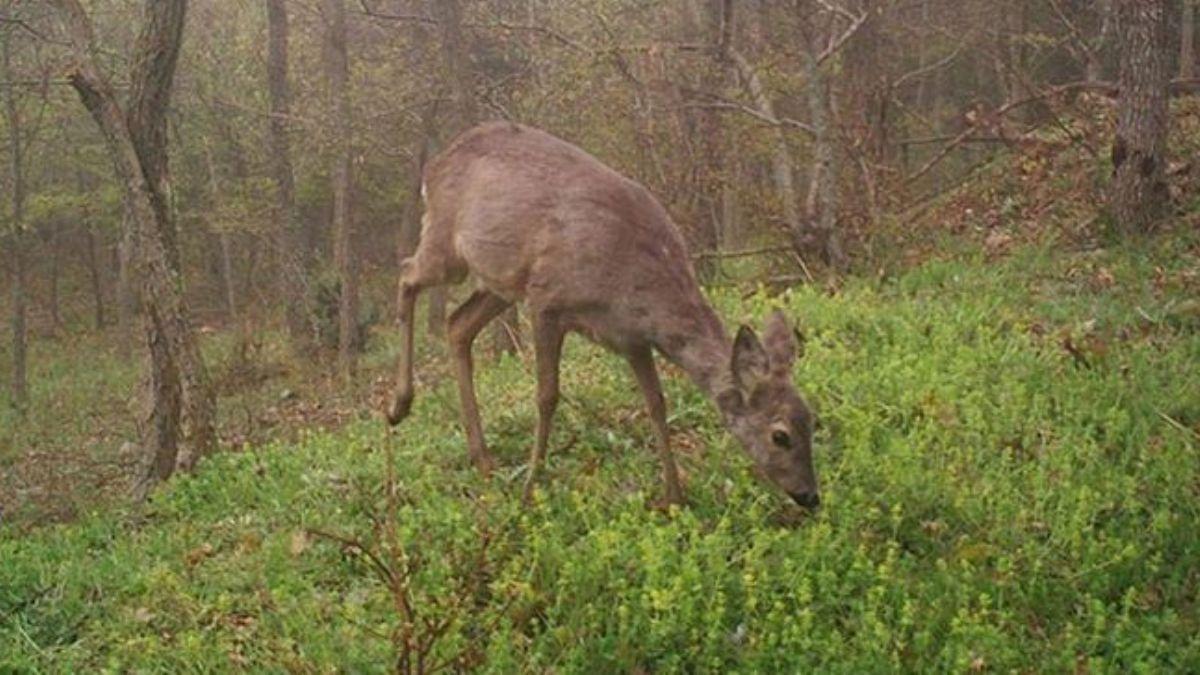 Tekirda'da kurulan fotokapana ile yaban hayat grntlendi