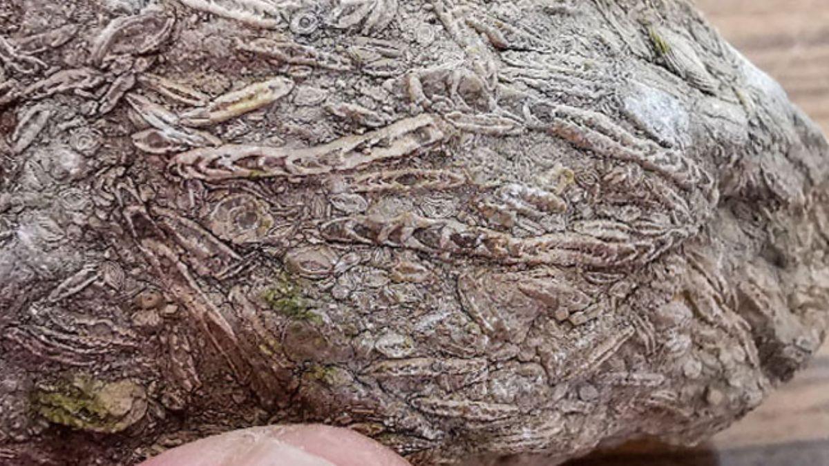 50 milyon yllk nummulit adnda deniz canlsna ait fosil, Zooloji Mzesinde grcye kt