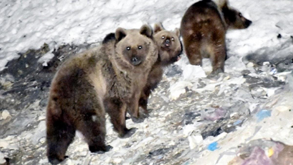 Erzurum'da boz aylar yiyecek ararken grntlendi