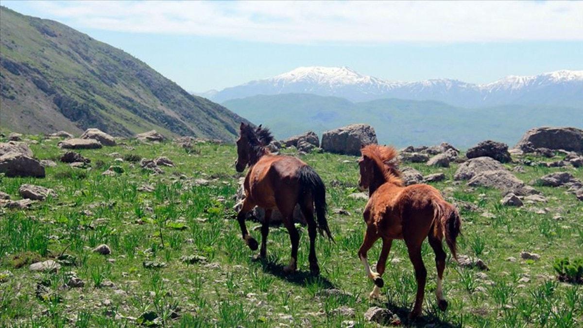 Munzur dalarnn mevsimlik atlar ilkbaharda doaya salnyor