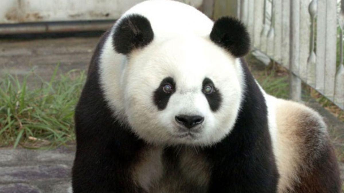Dnyann en yal pandas Pan Pan, 31 yanda hayatn kaybetti