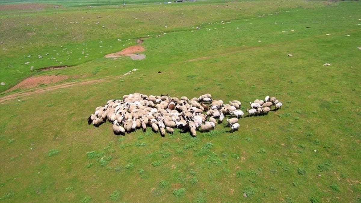 Gen ifti Projesi iin koyun alm yaplacak