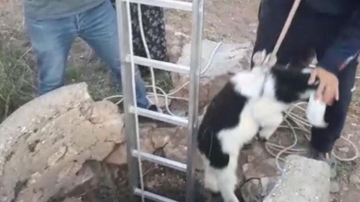 Van'da 25 metrelik kuyuya den yavru keiyi itfaiye kurtard