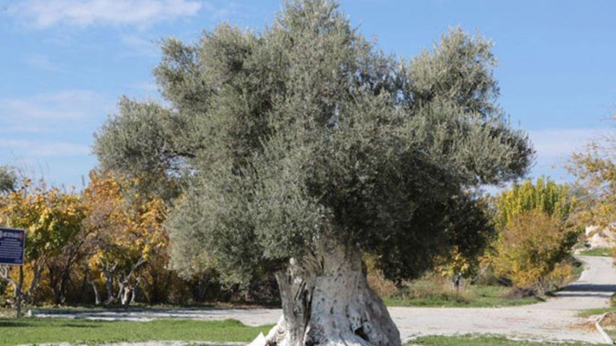 Mersin'deki tarihi zeytin aalar iin tescil almas balatld