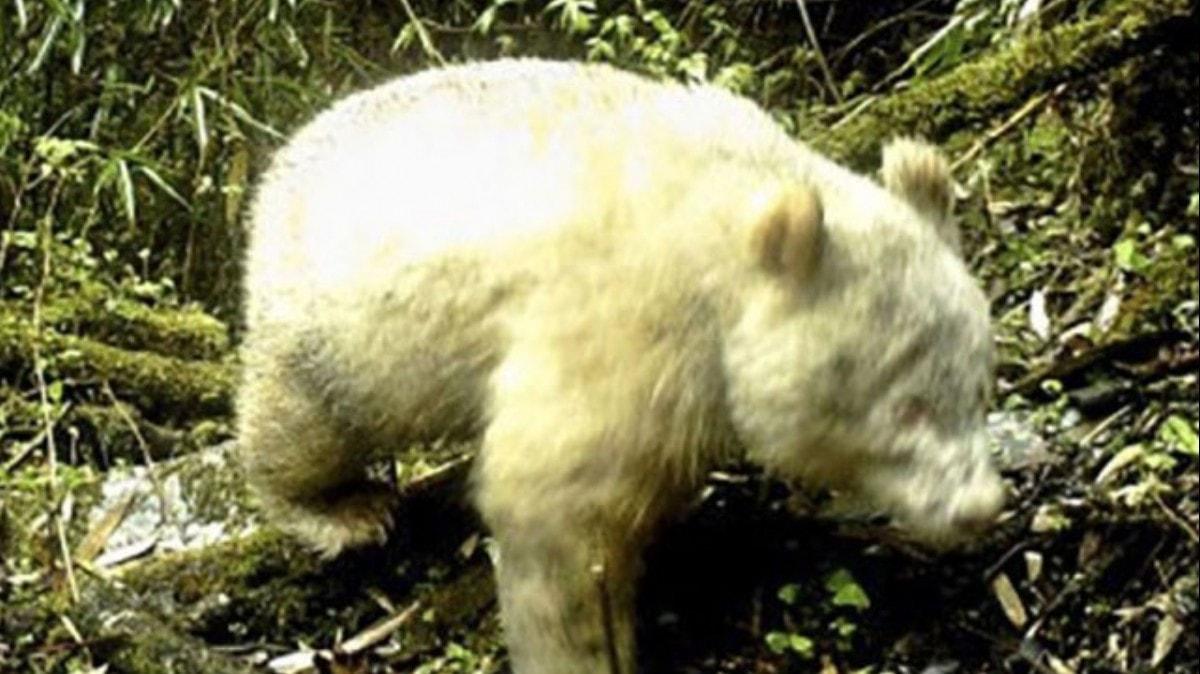 in'in gneybatsndaki Siuan eyaletinde 'dnyann ilk albino pandas' grntlendi