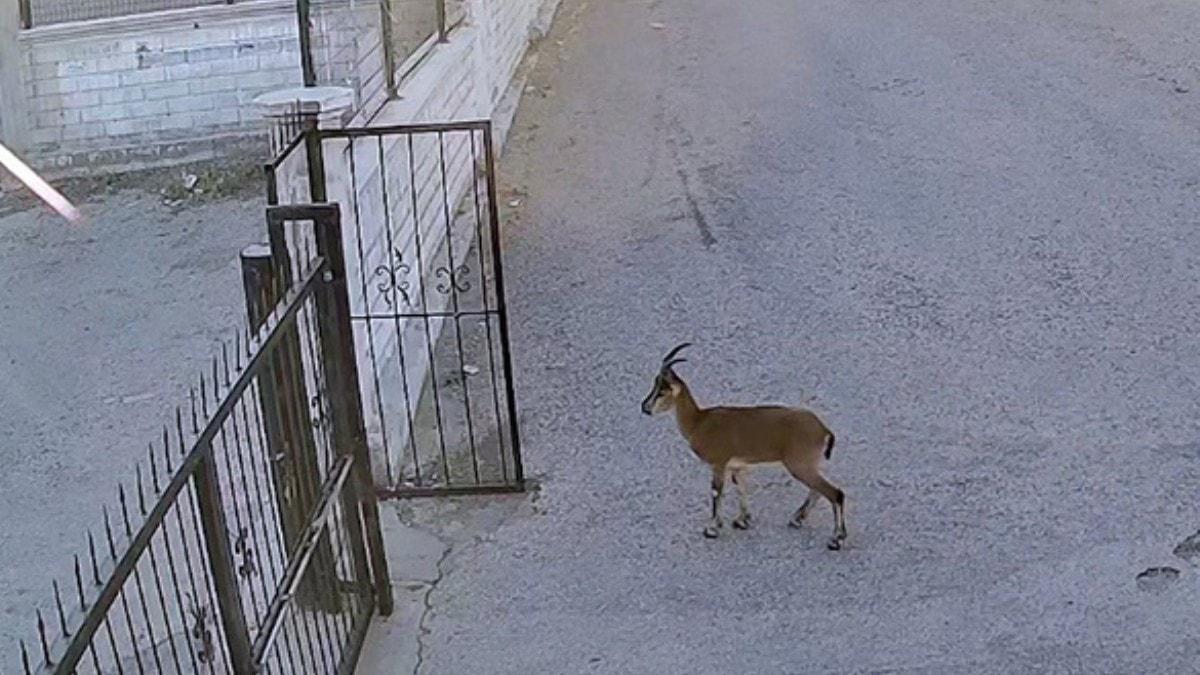 Elaz'da da keisi okula girdi