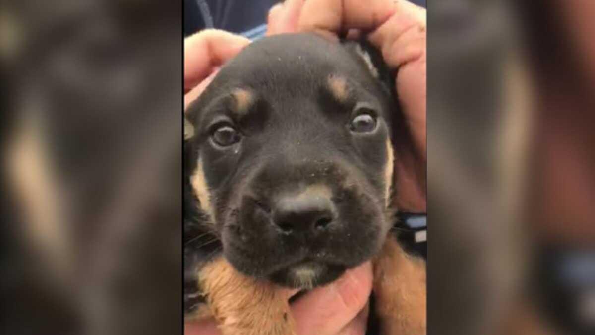 Su kanalında sıkışan yavru köpek kurtarıldı