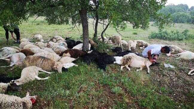 Düşen yıldırım sonucu 55 koyun telef oldu