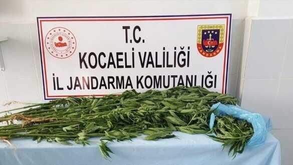 İzmit'te ormanlık alanda kök kenevir ele geçirildi