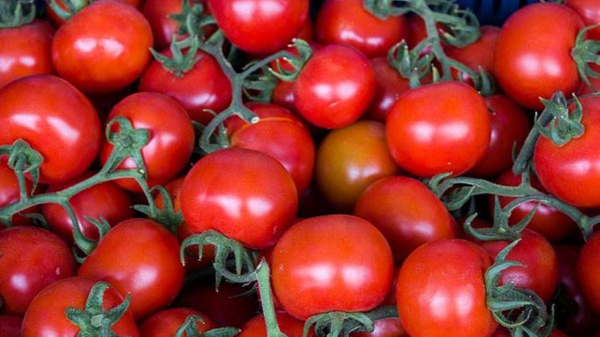 Rusya'ya yaplan domates ihracatndaki art sevindirdi