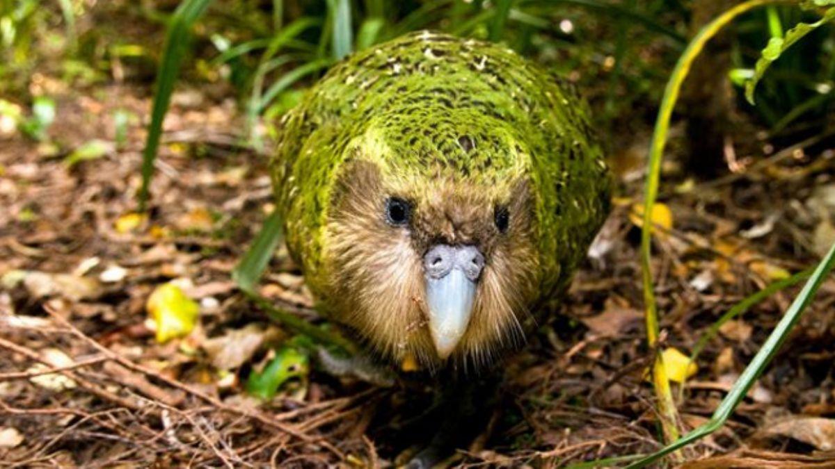 Dünyanın en şişman 'baykuş papağanı'nın soyu tükenme tehlikesi ile karşı karşıya