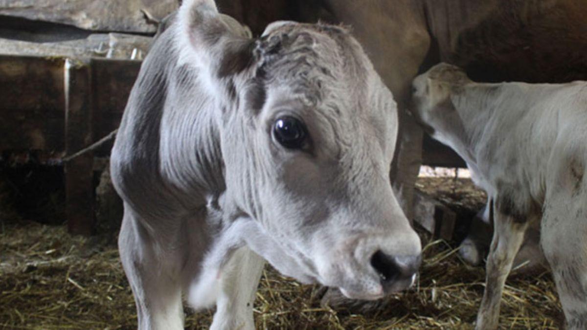 Bursa'da yzlerce yldr hayvan baklan kyde ilk defa inek z dourdu
