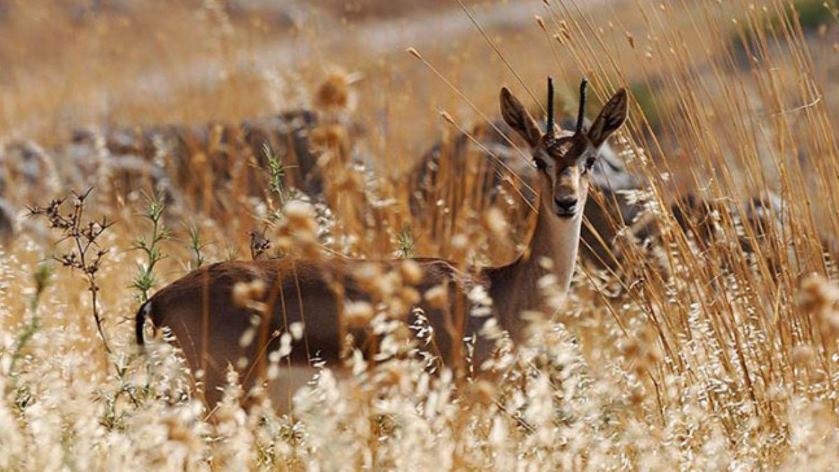 'Gazella gazella' tr da ceylanlarndan sevindiren haber