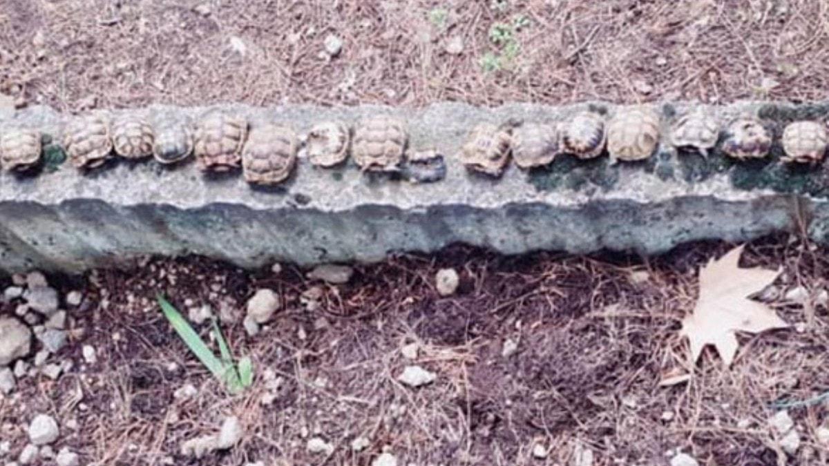 Mezarlkta betona dizili 23 kaplumbaa ls bulundu