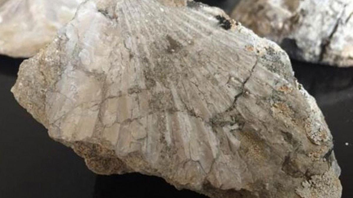 Kahramanmara'ta 35 milyon yllk fosil bulundu