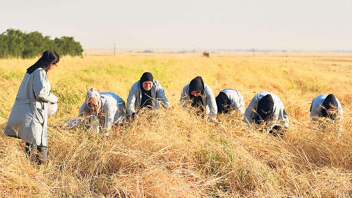 Mezopotamya'nn en eski buday tohumunda ' Sorgl'de ikinci hasat
