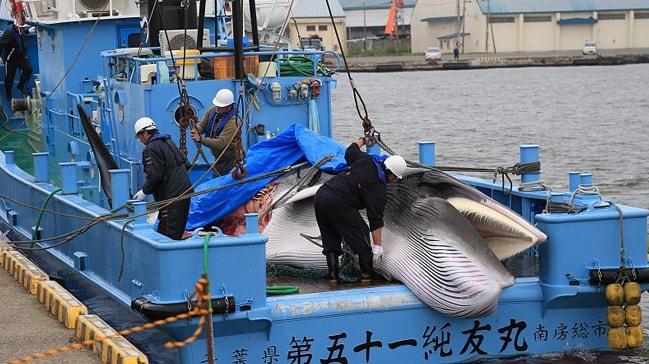 Japonya'daki 33 yıllık 'balina avlanma yasağı' kaldırıldı, ilk balina