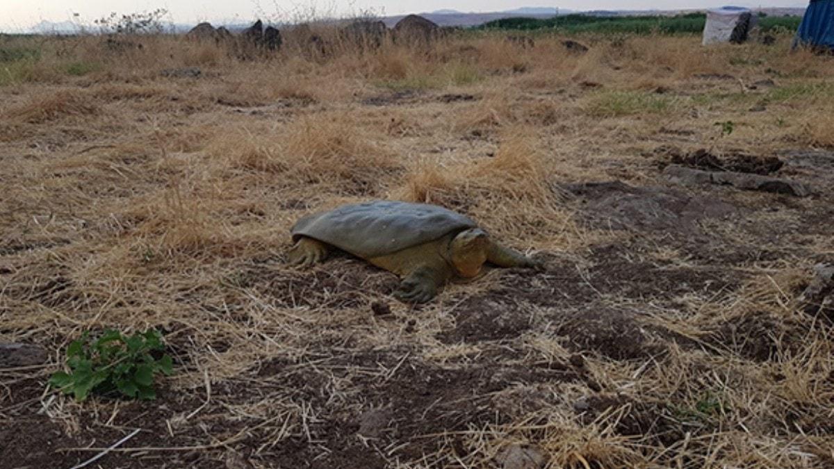 Diyarbakr'da nesli tkenmekte olan Frat kaplumbaas bulundu