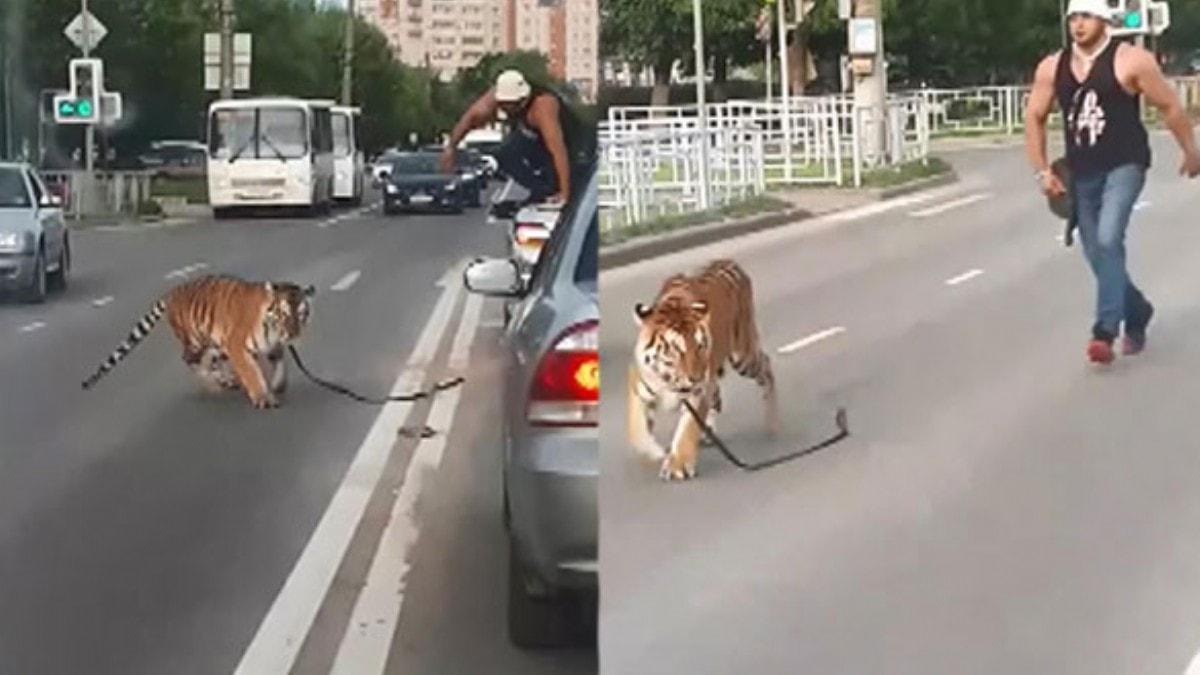 Rusya'da aklalmaz olay! Kaplan otomobilden atlad