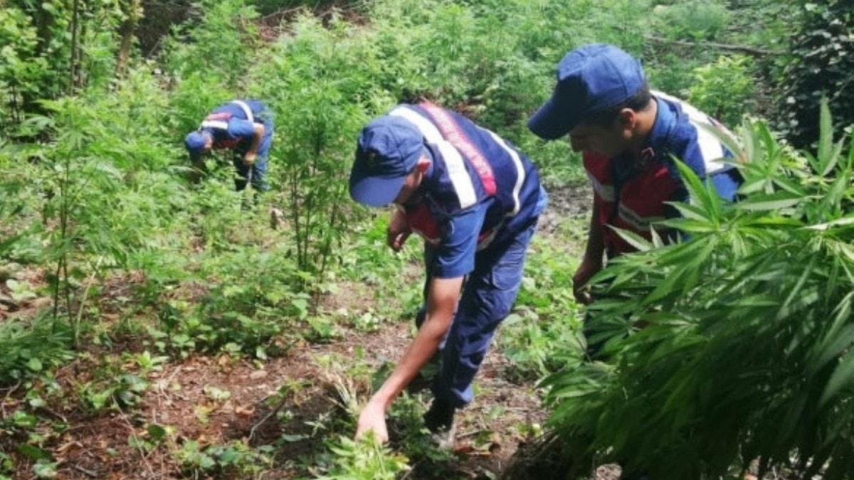 Jandarma ve polisten ortak uyuturucu operasyonu