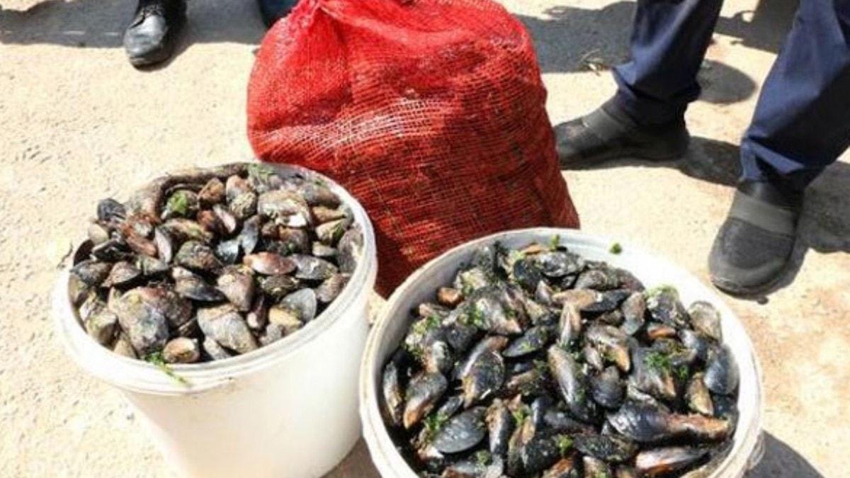 Antalya'da, salksz 1 ton 180 kilo midye dolmaya el konuldu