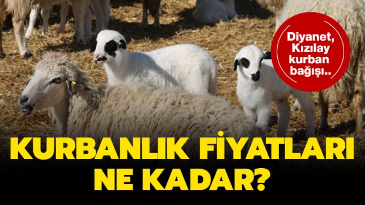 te kurbanlk fiyatlar