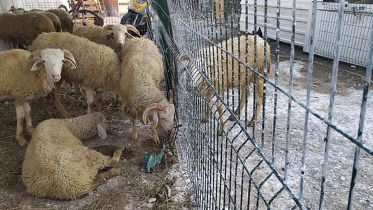 Kurban Bayram ncesi panik! 20 mahalle karantina altnda