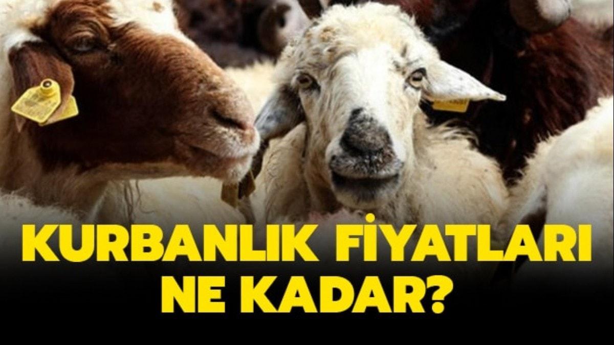 Kurbanlk fiyatlar 2019 ne kadar" Diyanet, Kzlay kurbanlk ba fiyatlar haberimizde..