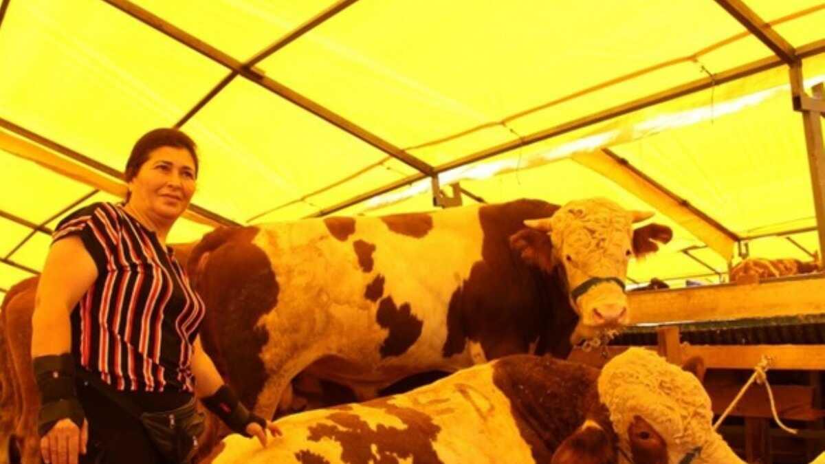 ruyada yarali inek gormek