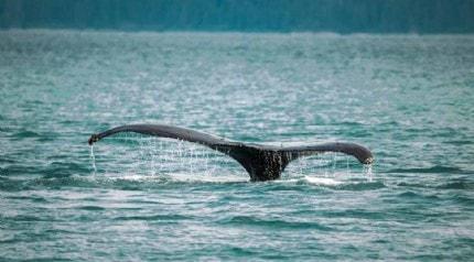 Fin mitolojisi ile ilgili merak edilen bilgiler