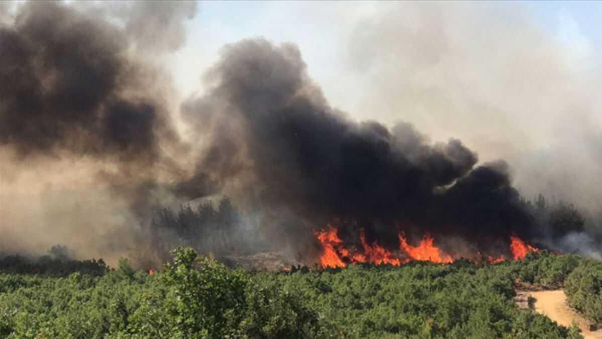 Edirne Kean'da orman yangnna mdahale ediliyor