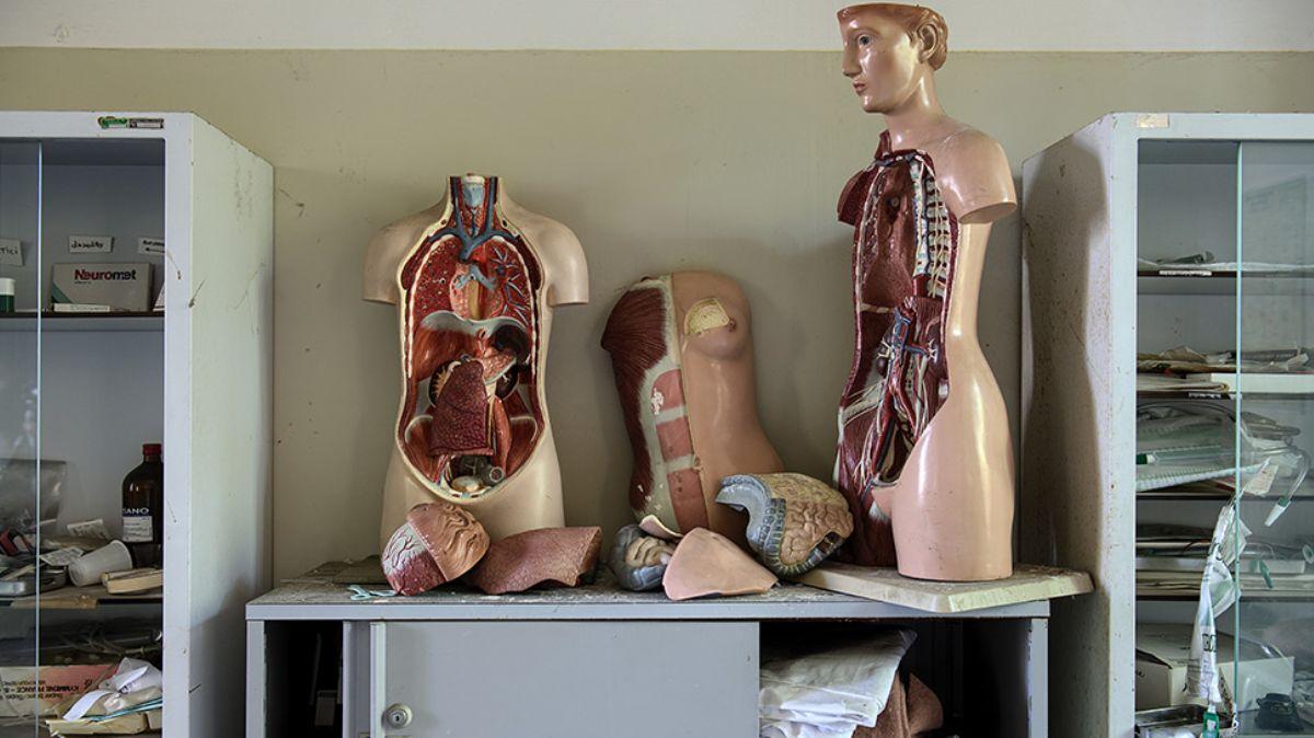 Hayran kalacaksnz: Anatomi