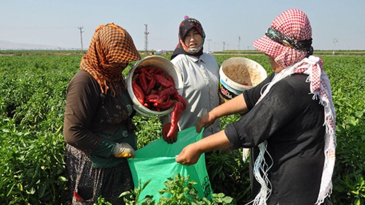 Hatay'da krmz biber hasad balad