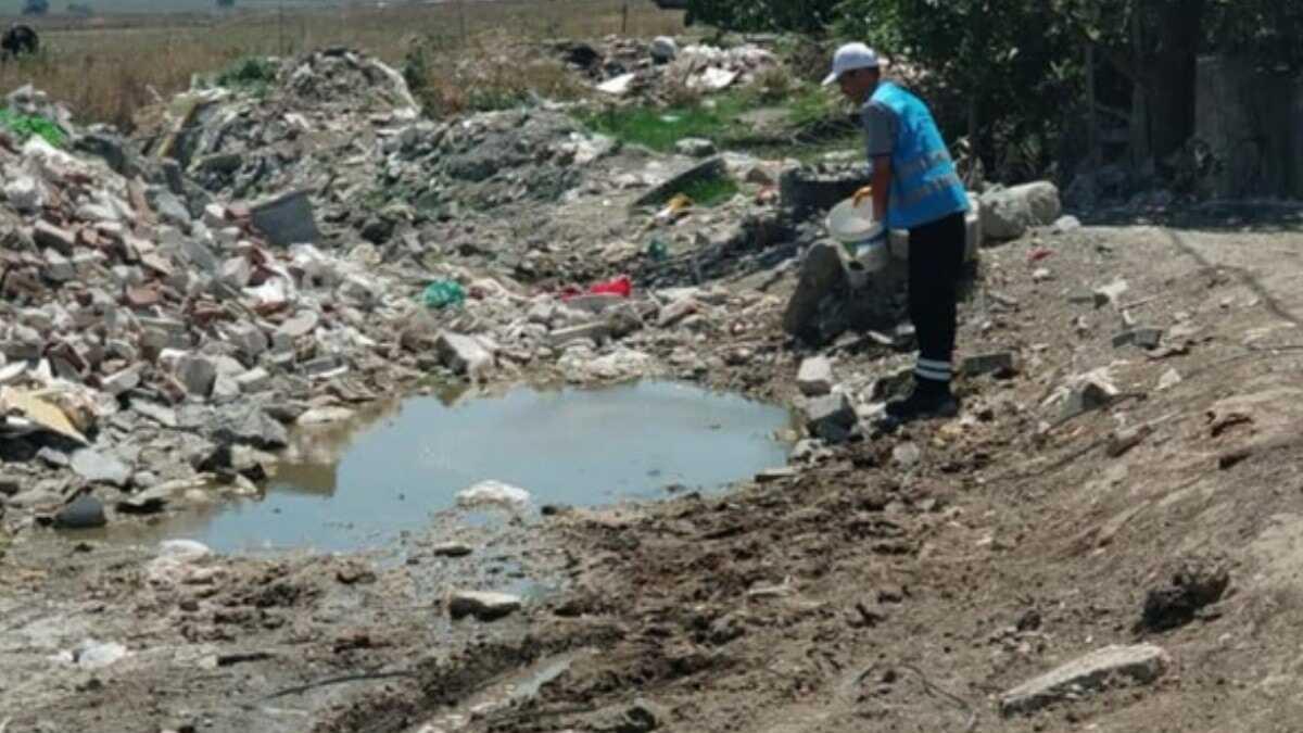 stanbul'da sinek ikayetleri artt... Bilim insanlar sinekle mcadelede yeni yntem nerdi