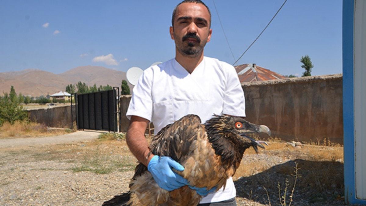 Hakkari De Bulundu Nadir Goruluyor