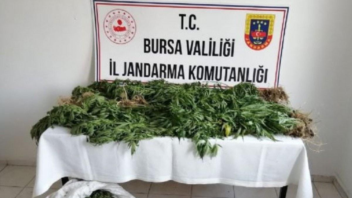 Jandarmadan zehir tacirlerine 12 ayr operasyon: 16 kii gzaltnda  